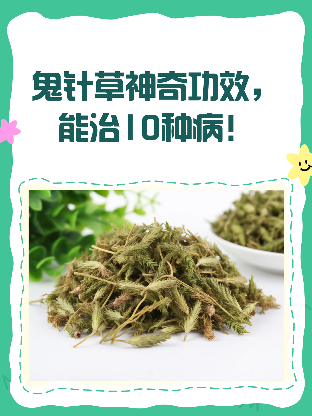 鬼针草:小小草药,竟能治这10种病?🌿